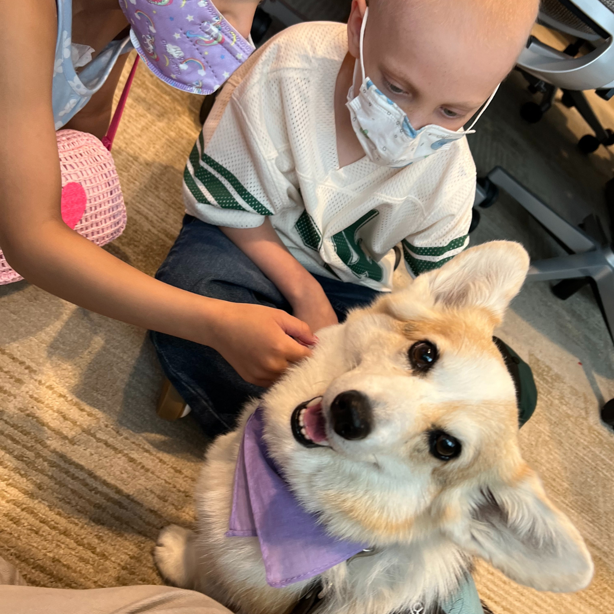 corgi dog