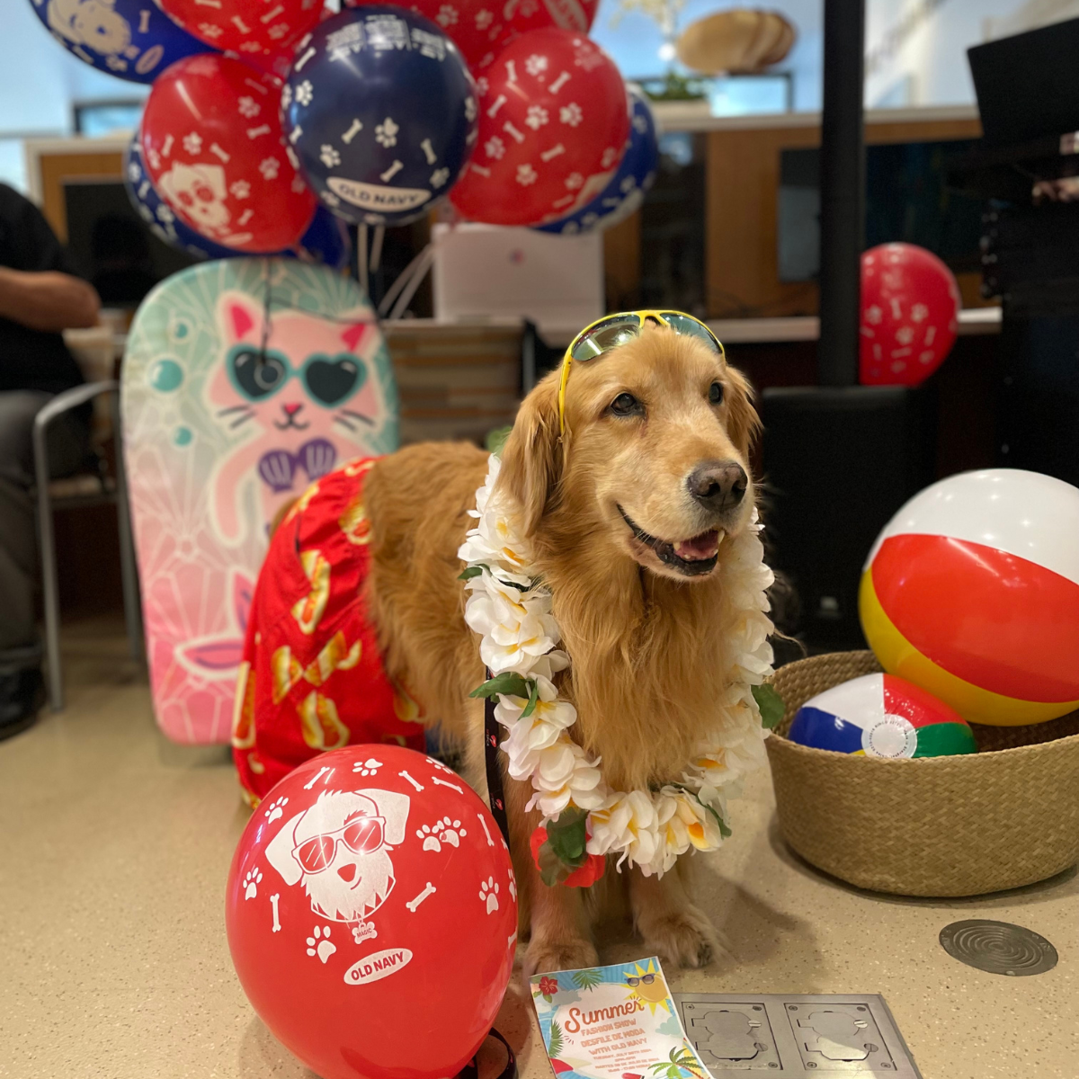 therapy dog