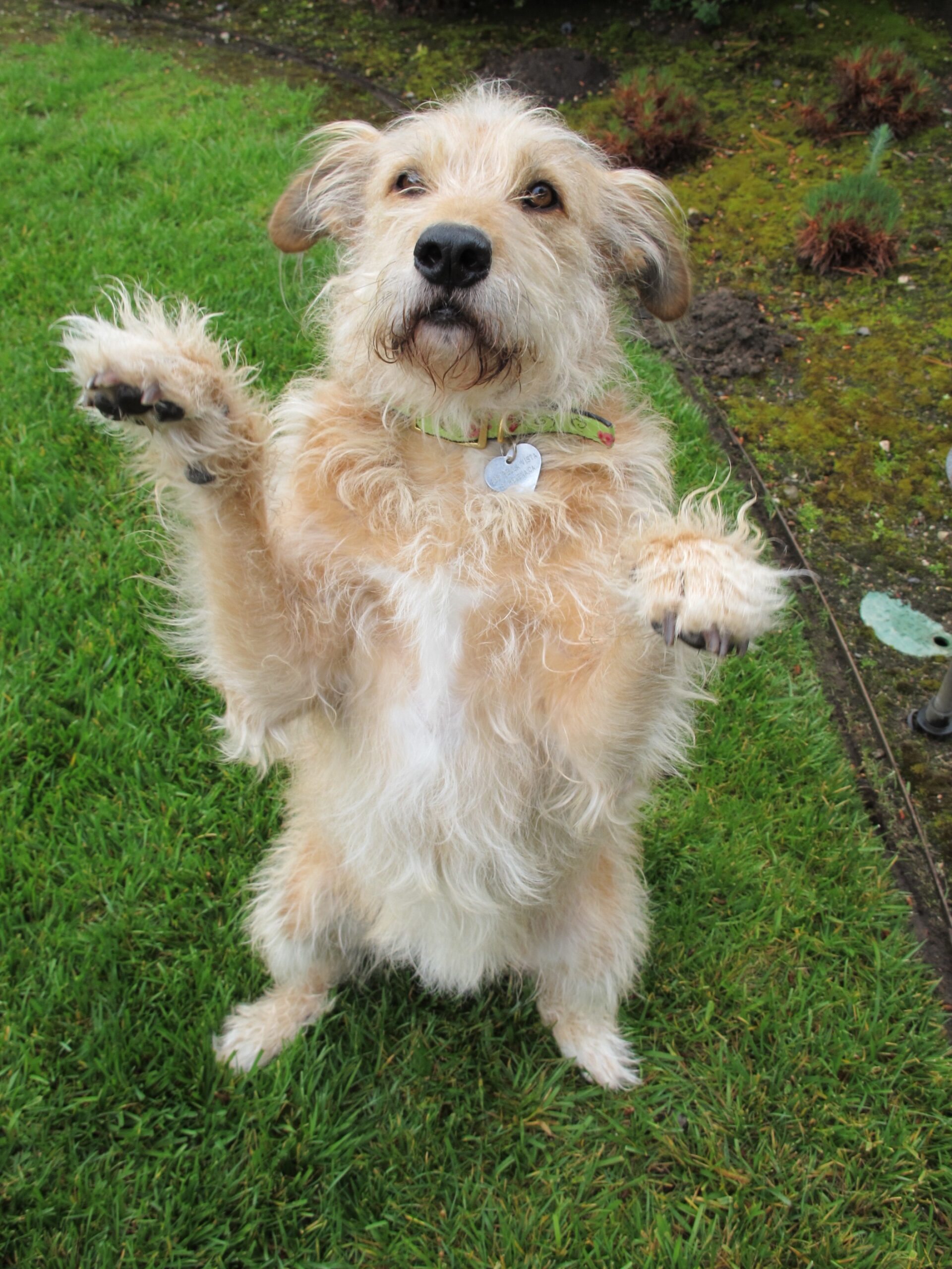 Family House Therapy Dog Fozzy poses on hind legs in green grass