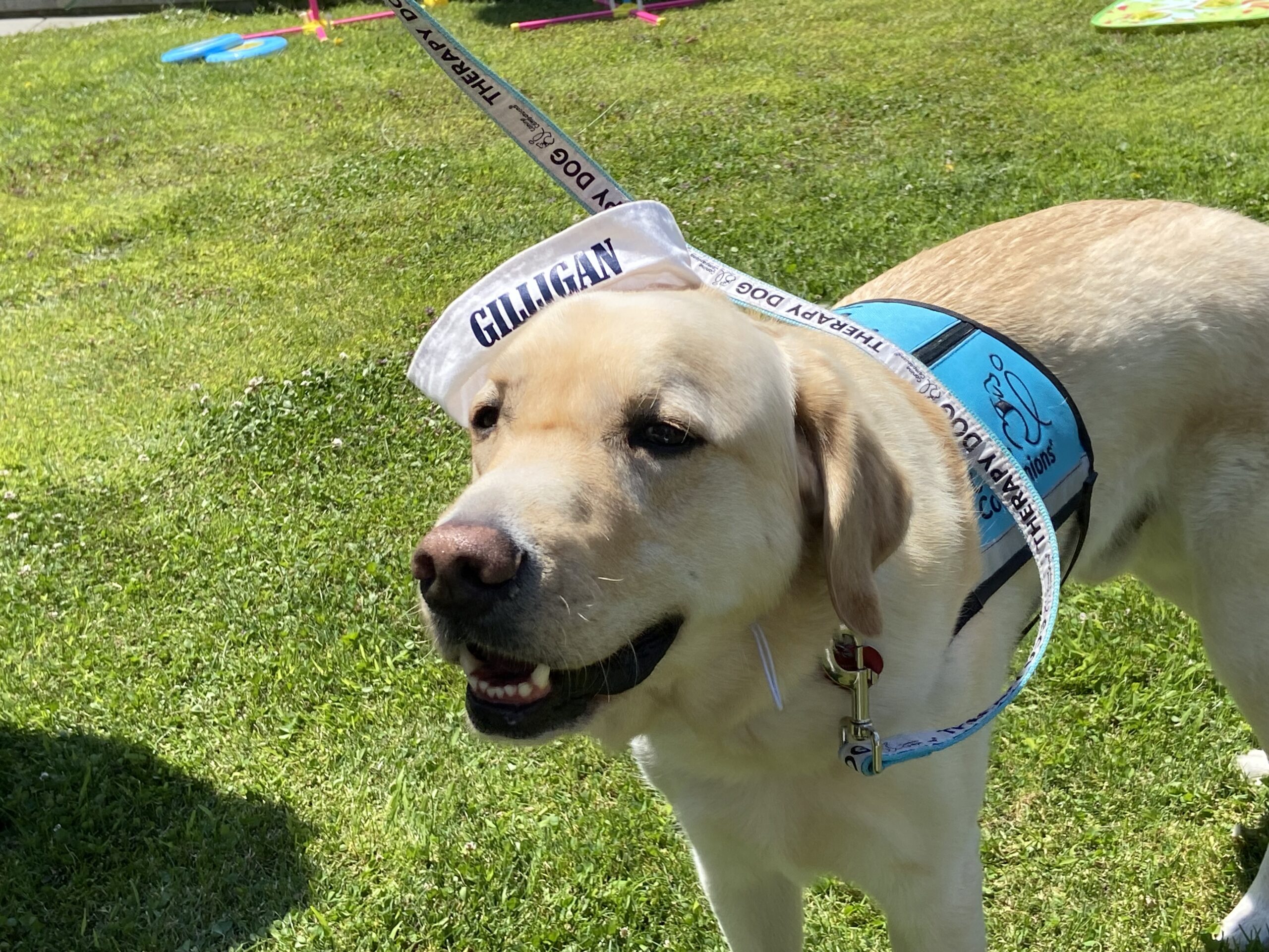 therapy dog