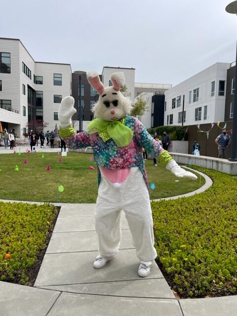 bunny